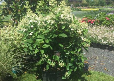 Dependable Landscape Design